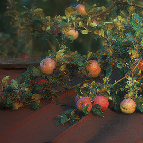 Яблоки на крыше